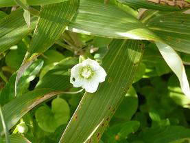 ���襤���򤤲�