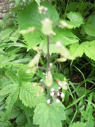 D���ގ��Ԏ���������©