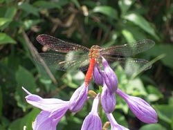 赤とんぼコバギボウシ