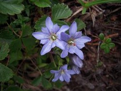 �ЎԎώ؎ݎĎގ�