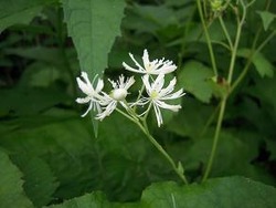 �ӎЎ��ގ��׎ώ�