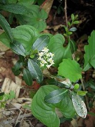 D�׎ݤ���֡�