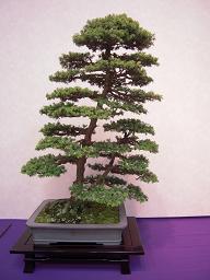 あいターン税理士見聞録 盆栽展に行ってきました Livedoor Blog ブログ あいターン税理士見聞録 盆栽展に行ってきました Livedoor Blog ブログ