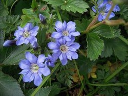 �ЎԎώ؎ݎĎގ�¿