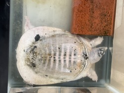 1白いすっぽんIMG_2008