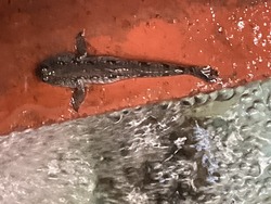1とびはぜIMG_2001