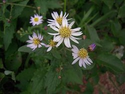 �Ɏ��ݎ��ގ��ޡ�