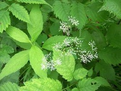 ���׎ώ���������ֲФΤ褦