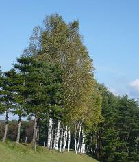 ���饫�С���������