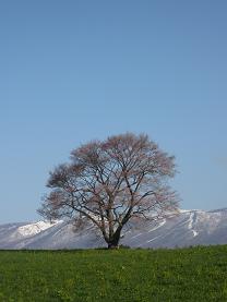 ��Ĺ���ܺ�