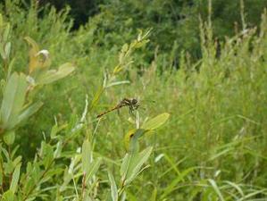 �Ȥ�ܡ��֤��ʤ���