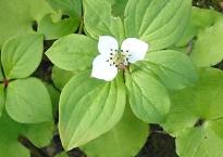 �����󥿥��Х�