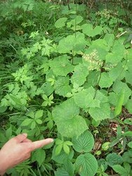 D���Ǝ����ӎ�