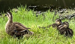 IMG_0322