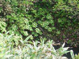 ���Υ��̥�������