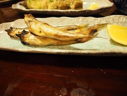 本物のししゃも