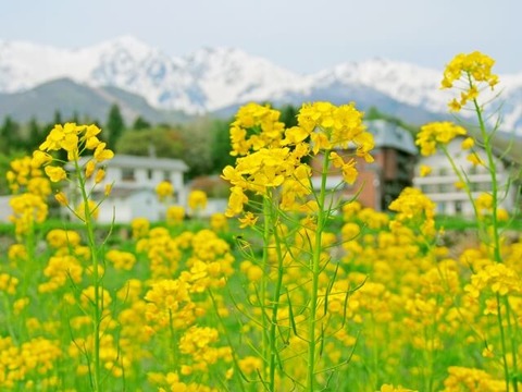 702428f9b2d7b318ffd672f2be117f31_s