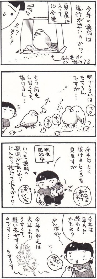 95ホロホロ鳥