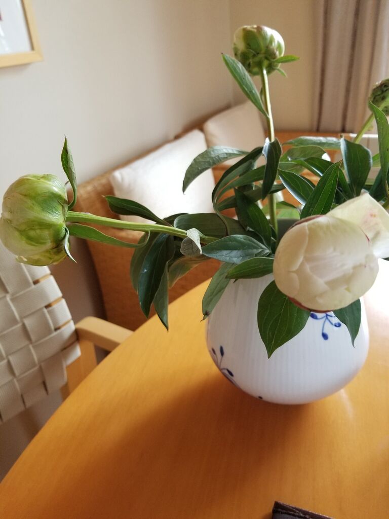 なかなか咲かない芍薬と面白いアプリ Ivuki邸の東の玄関 なかなか咲かない芍薬と面白いアプリ Ivuki邸の東の玄関