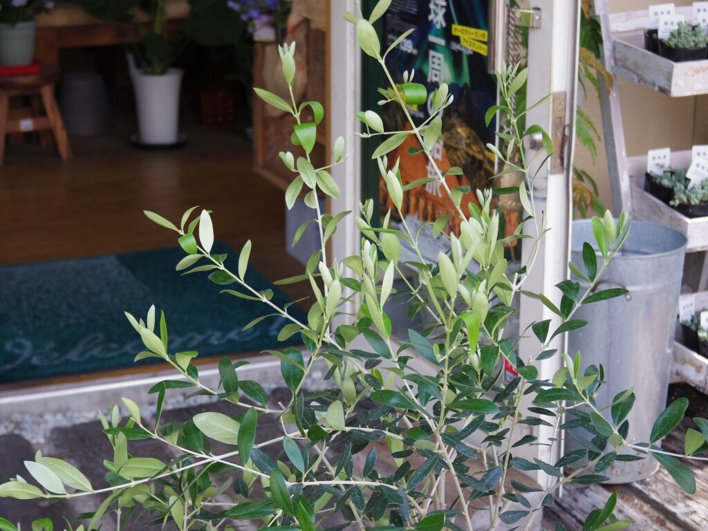 オリーブ ルッカ 江南市のお花屋アイビーの いろいろ