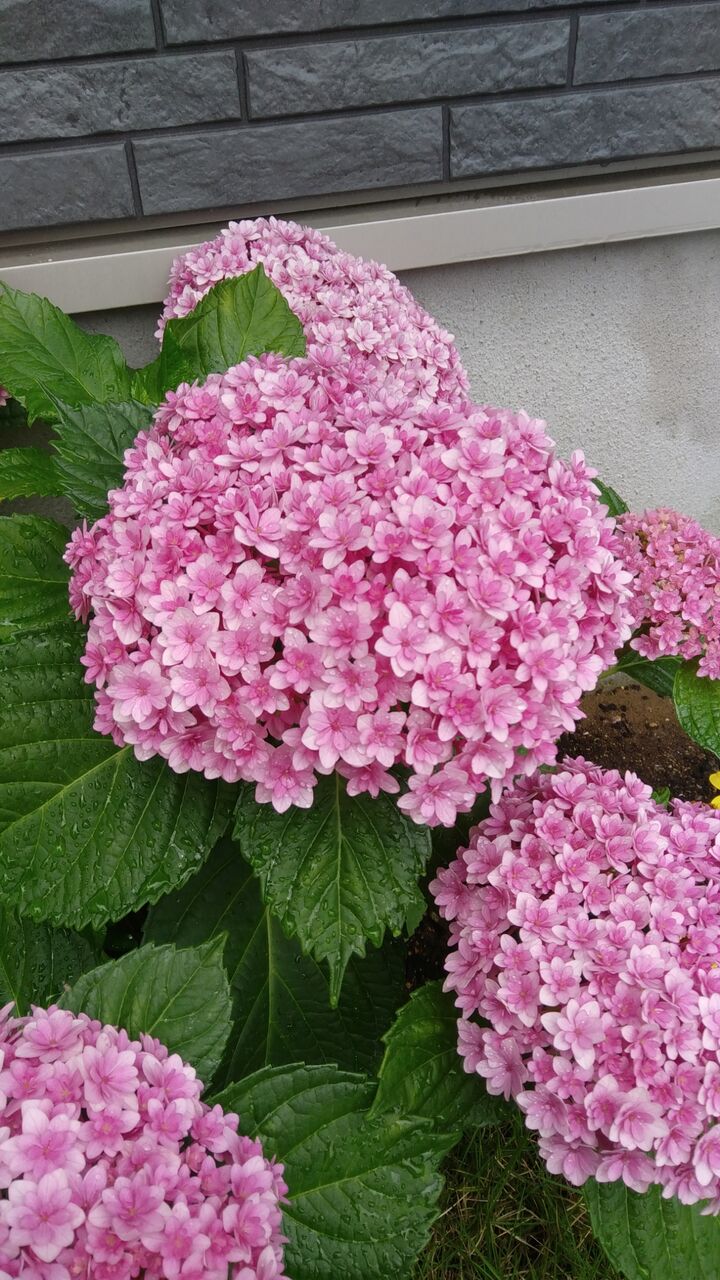 てまりてまり 豆若茶房 てまりてまり 豆若茶房