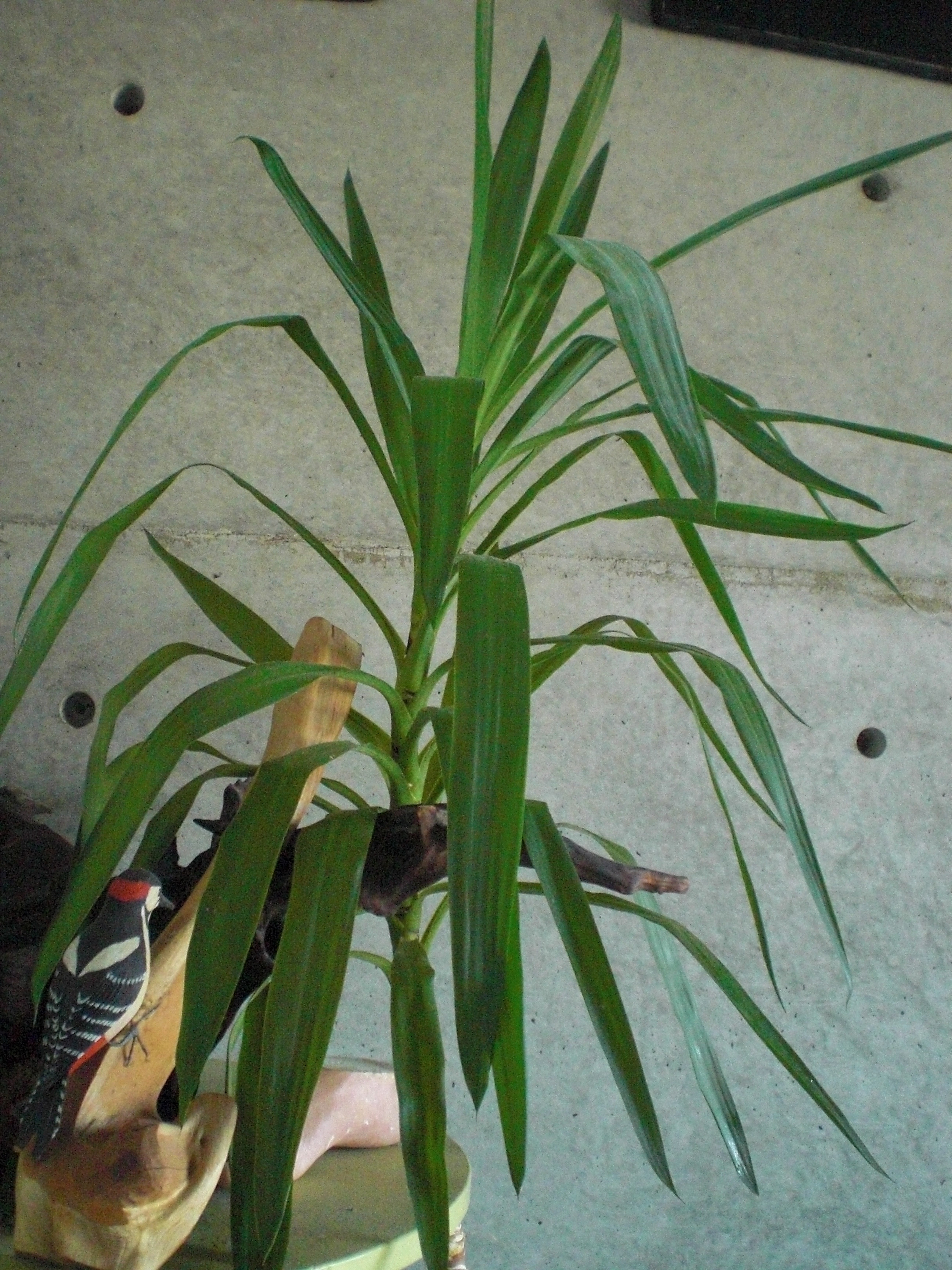 本日のメニュー 観葉植物 Iwa623のブログ