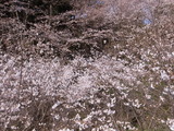 RIMG0033
