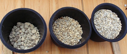 イワチドリの植え込みとその方法 渓谷の舞姫 岩千鳥blog