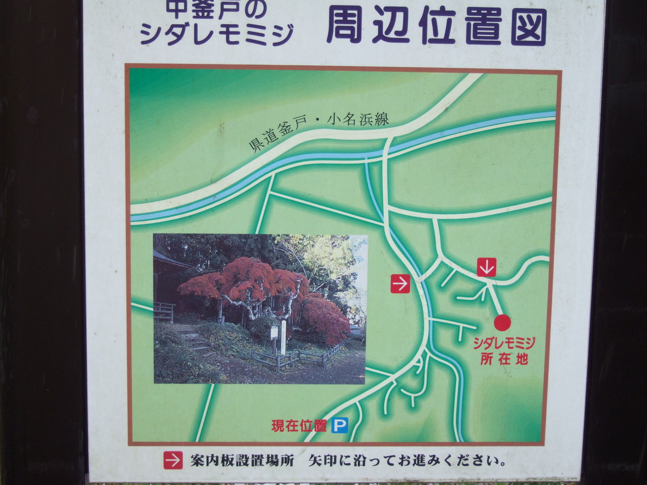 中釜戸のシダレモミジ いわき市渡辺町 いわき生活 中釜戸のシダレモミジ いわき市渡辺町 いわき生活