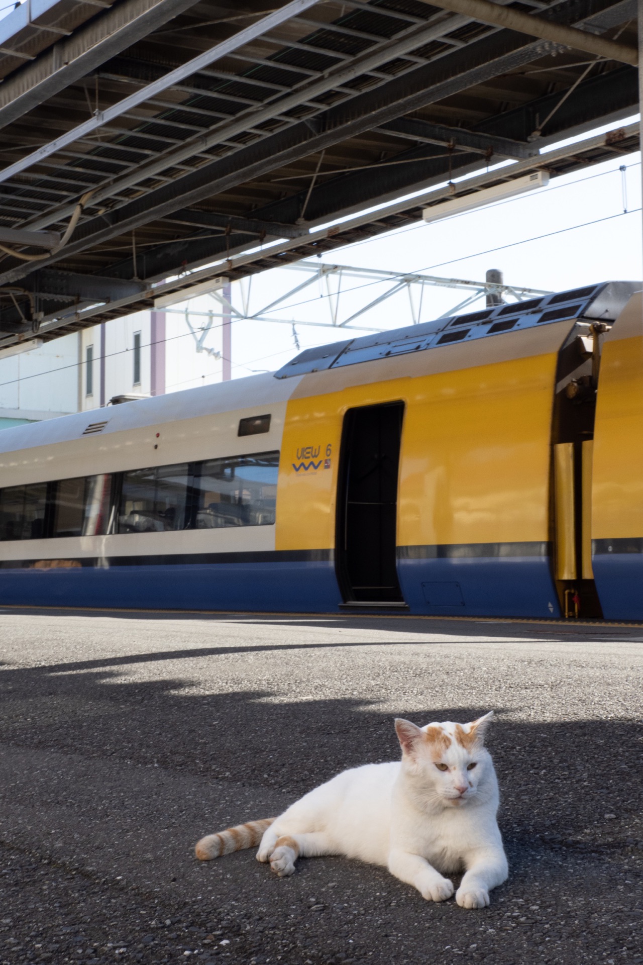 銚子駅 ネコの待つひととき いわきち周遊券