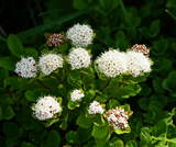 �����Υޥ�ޥ���ĥ�