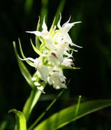 ハクサンチドリ（白花）