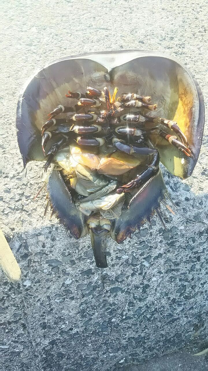 カブトガニ 岩正ブログ 中洲の寿司屋 カブトガニ 岩正ブログ 中洲の寿司屋