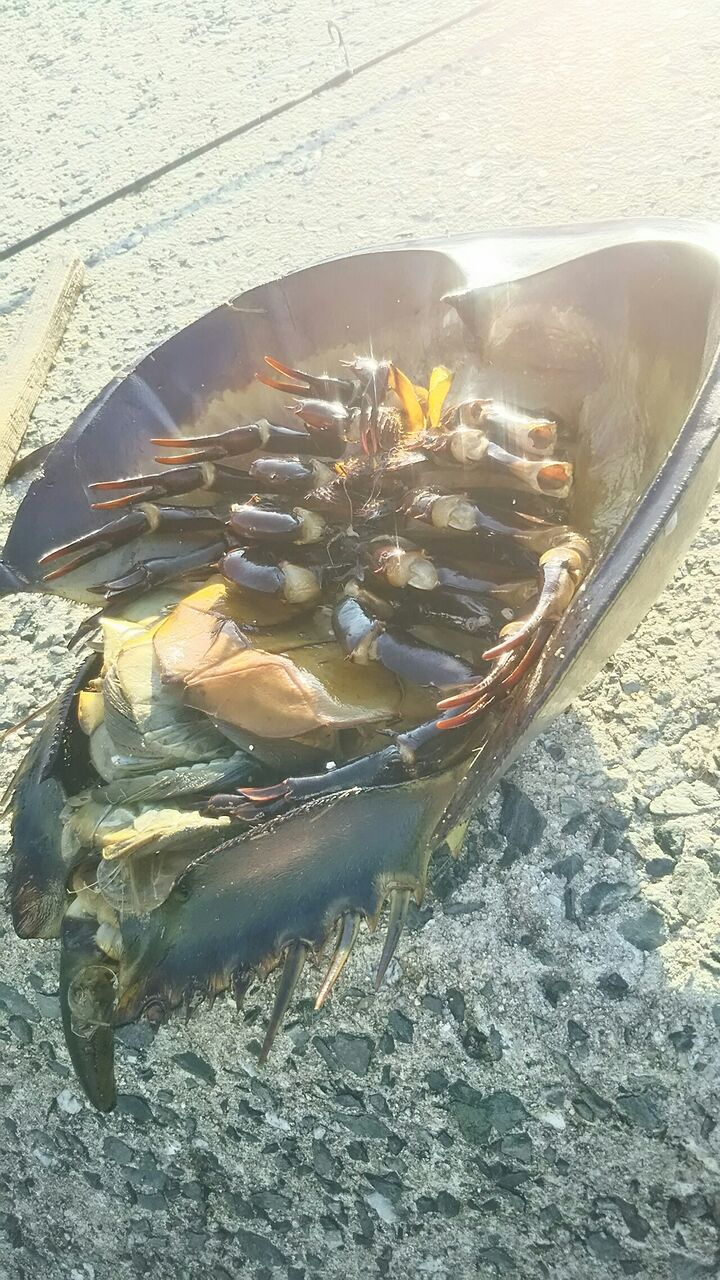 カブトガニ 岩正ブログ 中洲の寿司屋 カブトガニ 岩正ブログ 中洲の寿司屋