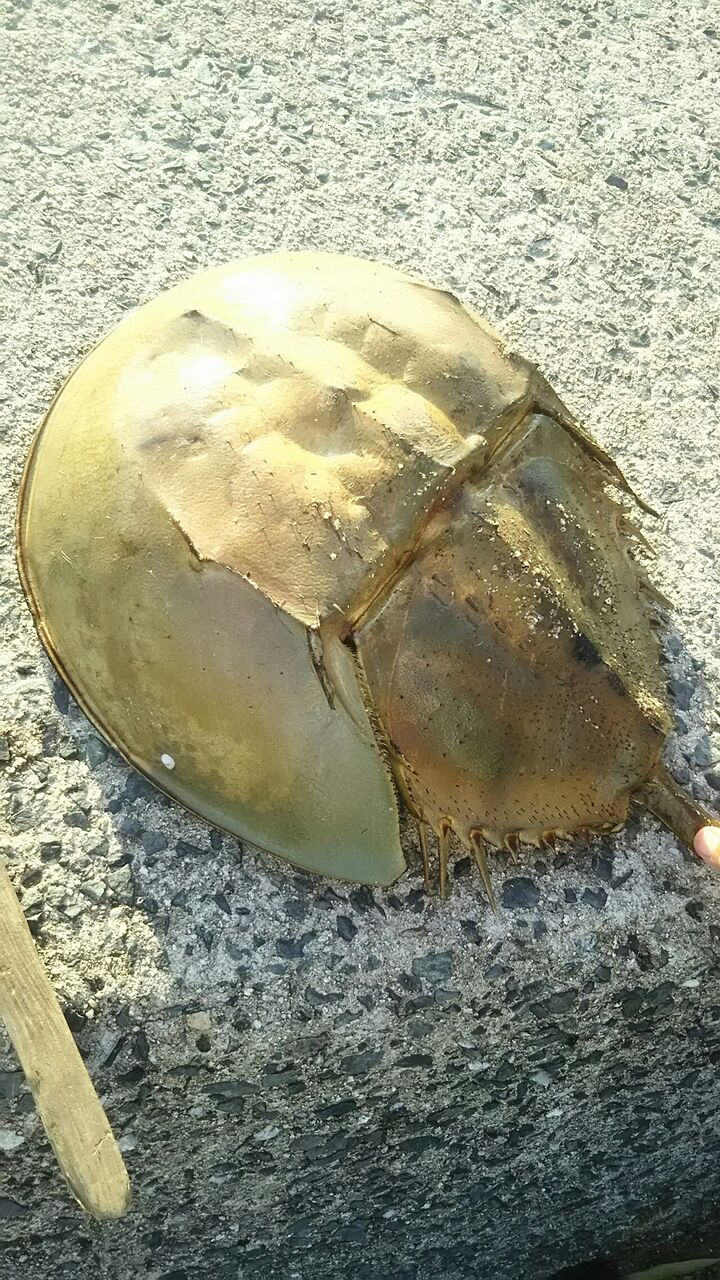 カブトガニ 岩正ブログ 中洲の寿司屋