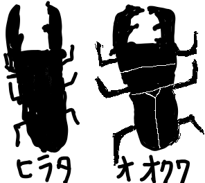 オオクワガタとヒラタクワガタ違い