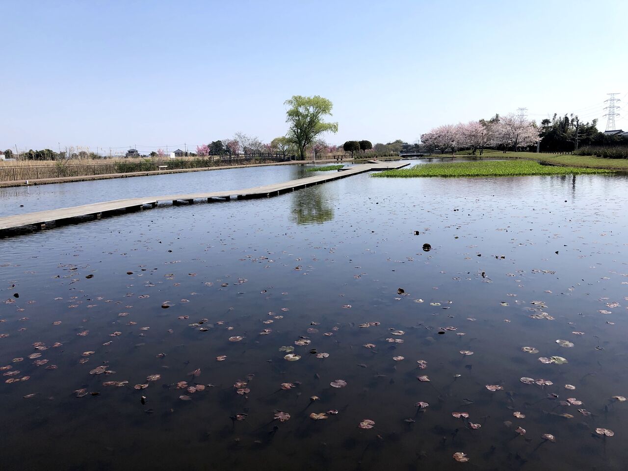 利根親水公園（茨城県利根町） イワナの散歩Ⅱ
