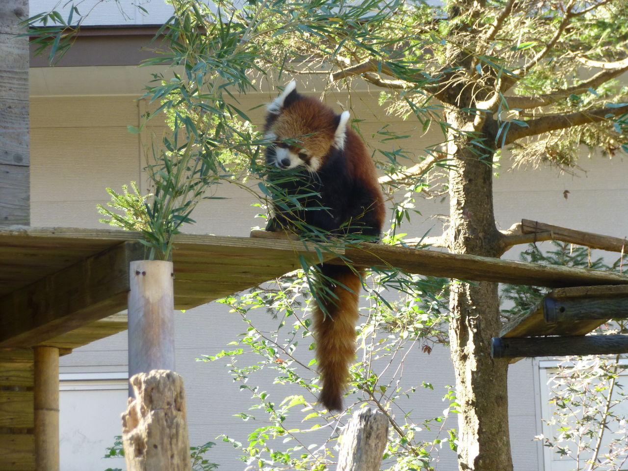 千葉市動物公園 千葉県千葉市 イワナの散歩 千葉市動物公園 千葉県千葉市 イワナの散歩