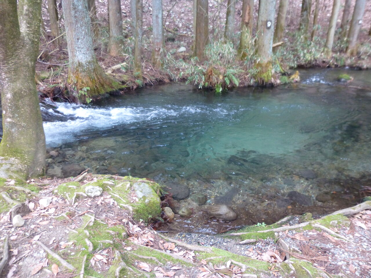 那須フィッシュランド 栃木県那須塩原市 イワナの散歩 那須フィッシュランド 栃木県那須塩原市 イワナの散歩