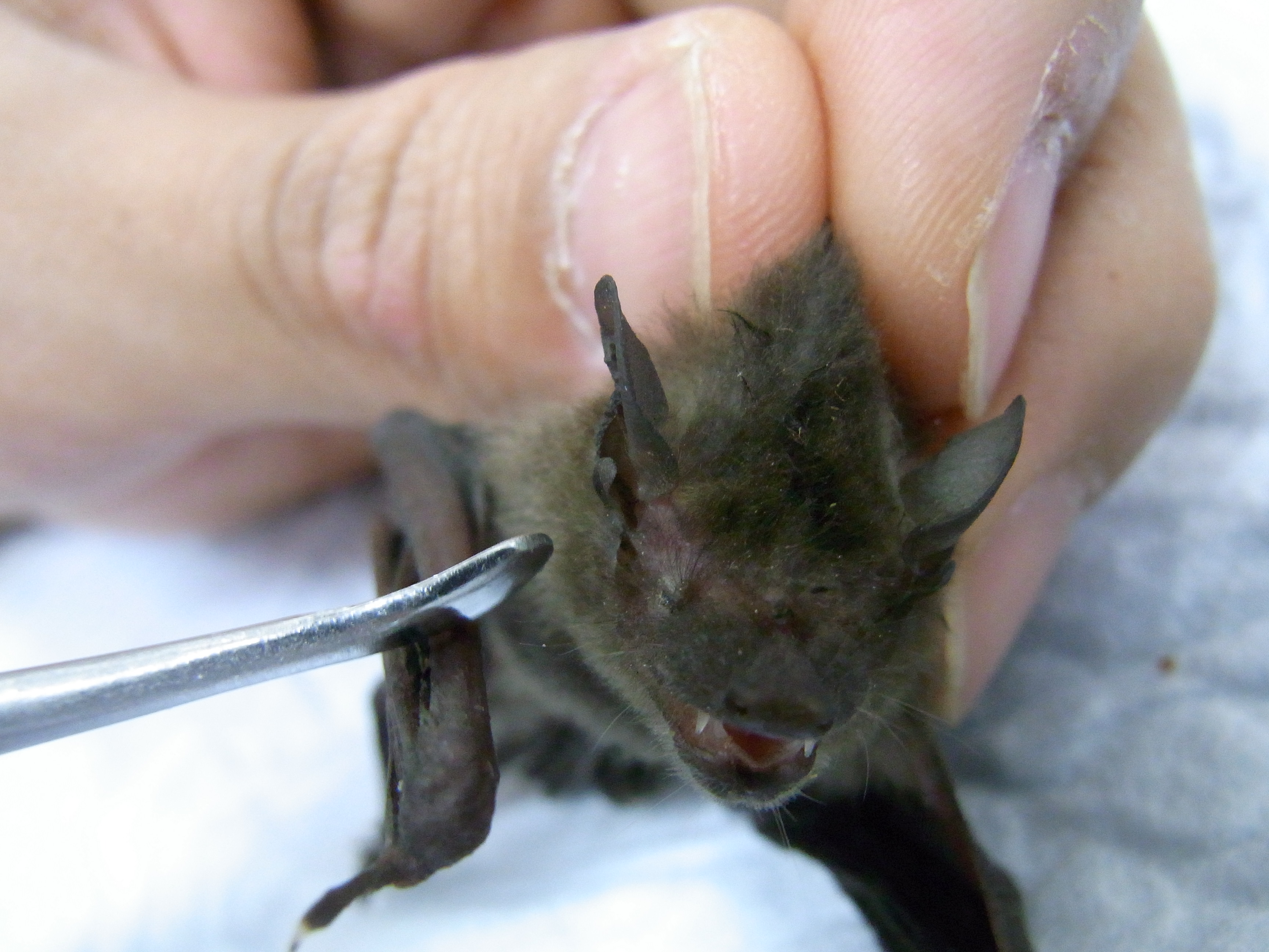 アブラコウモリ うまい棒 岩崎動物病院エキゾチックアニマルブログ