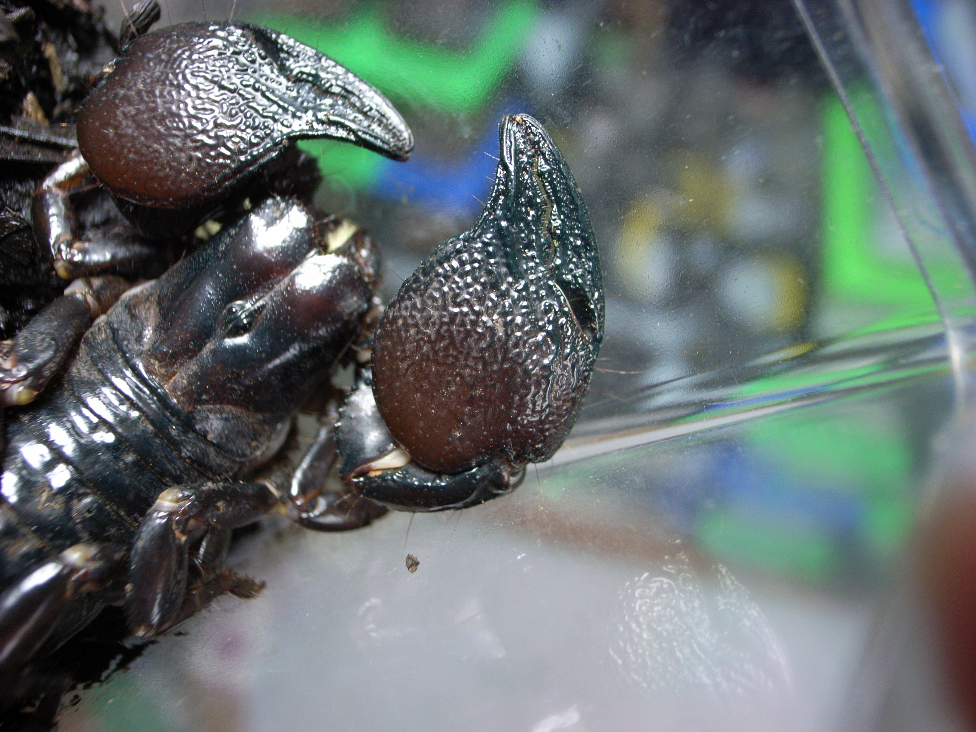 B品】オレンジクロウスコーピオン サソリ 標本 昆虫 昆虫標本 奇蟲