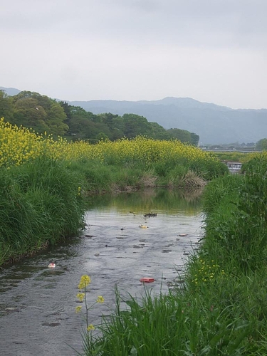 からたちの花