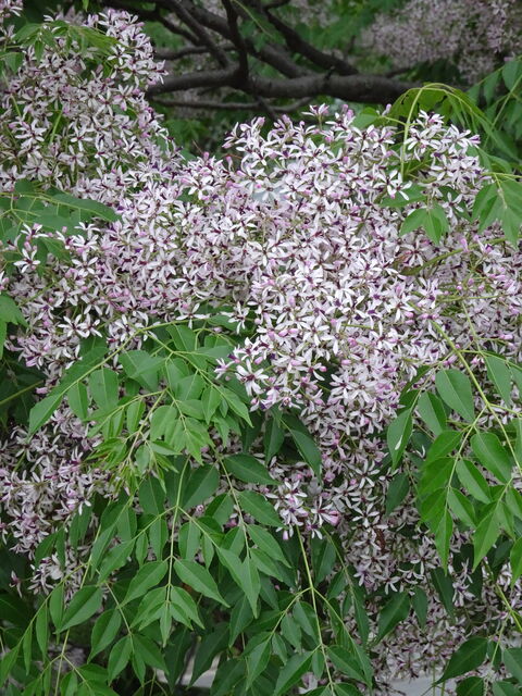 センダンの花 岩 崎 建 築 研 究 室 日 誌 センダンの花 岩 崎 建 築 研 究 室 日 誌