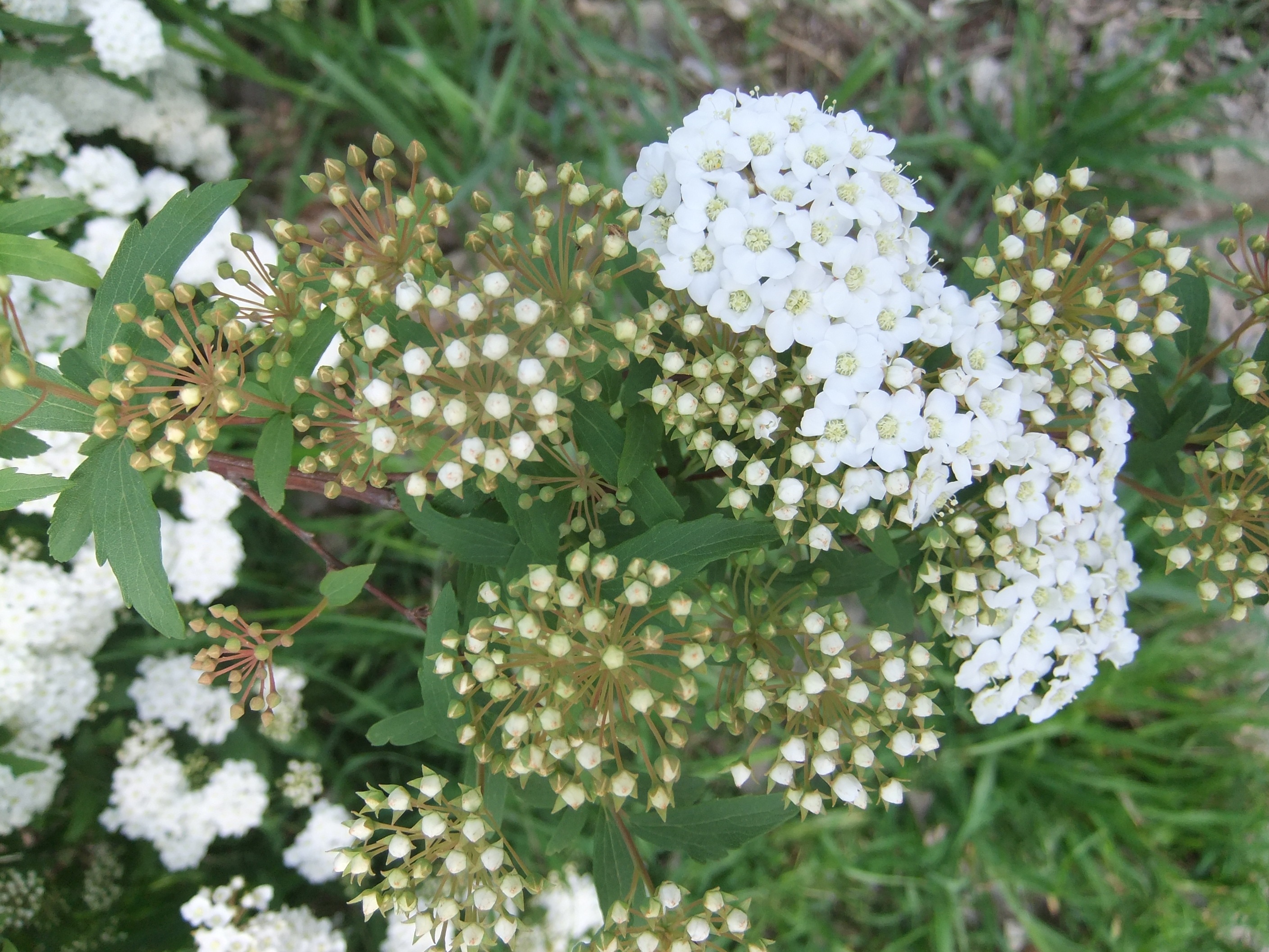 コデマリ 岩 崎 建 築 研 究 室 日 誌