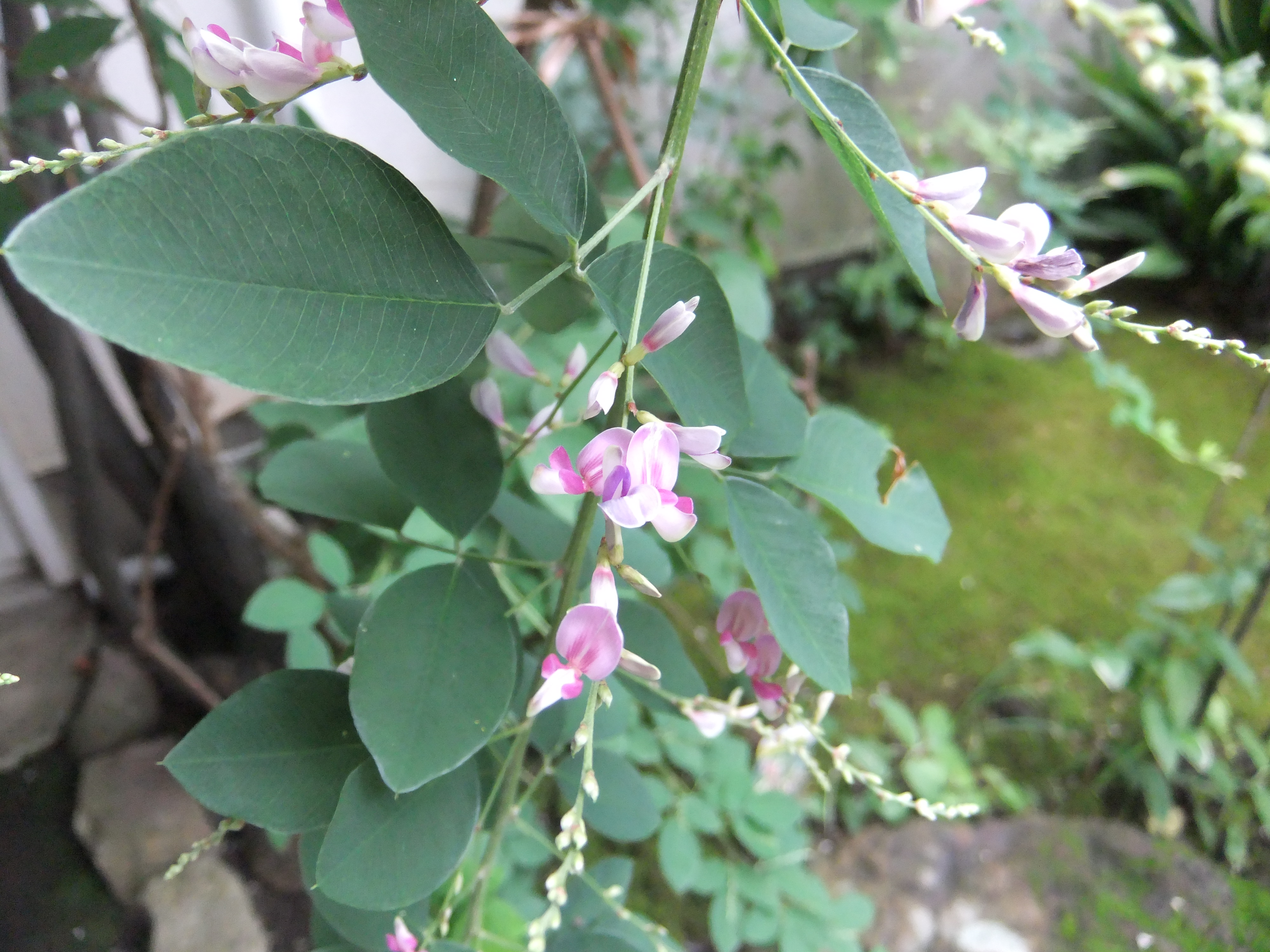 岩 崎 建 築 研 究 室 日 誌 お茶のお稽古