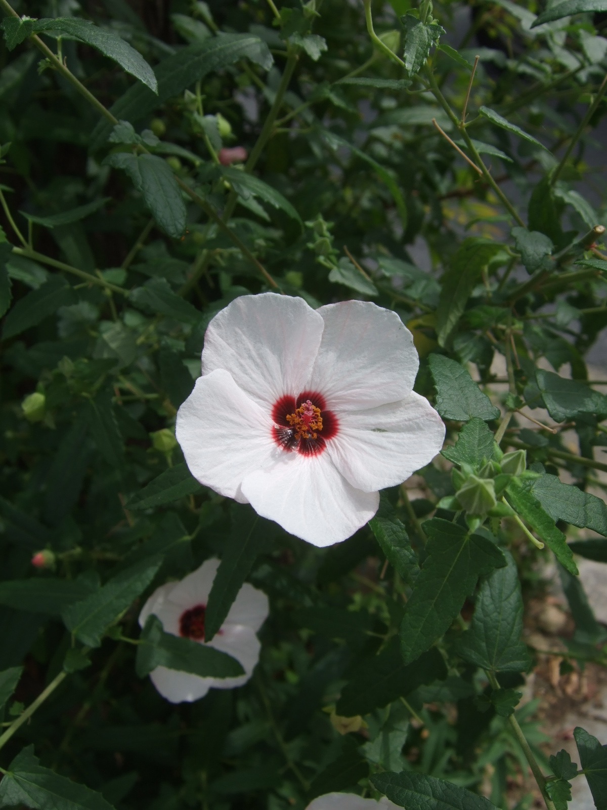 高砂芙蓉 岩 崎 建 築 研 究 室 日 誌