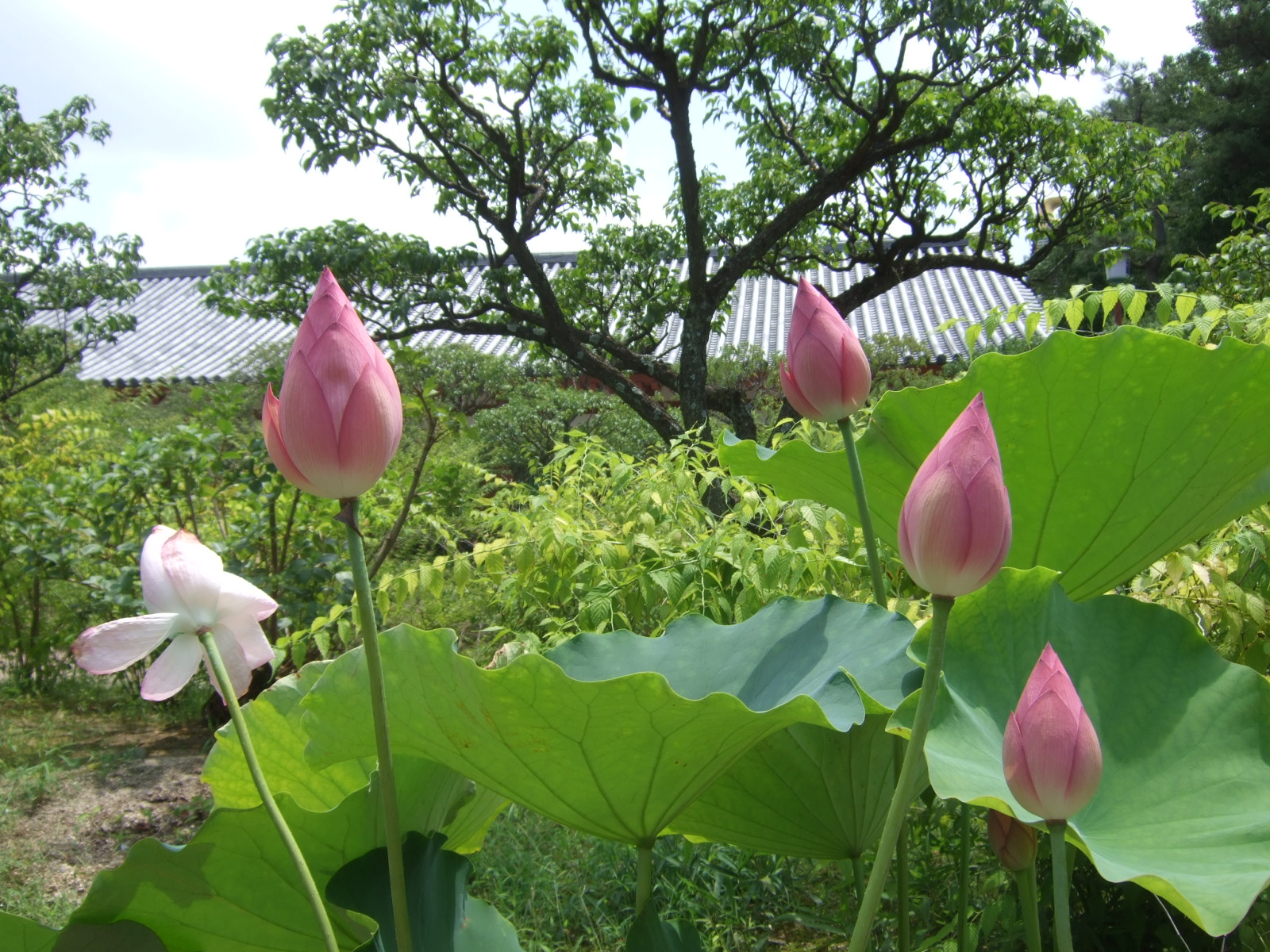 薬師寺 岩 崎 建 築 研 究 室 日 誌