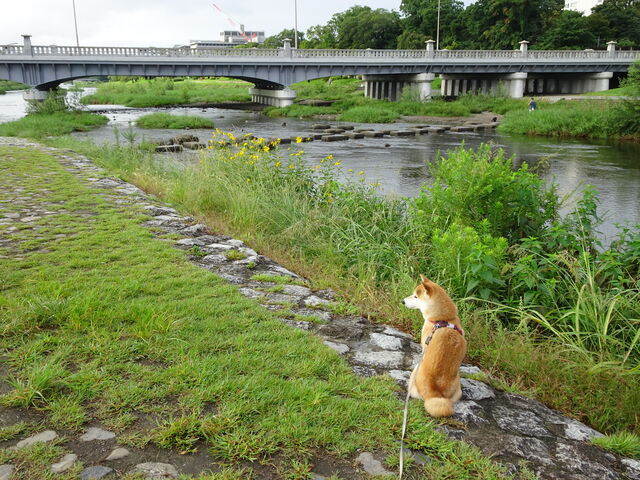 DSC04982 のコピー
