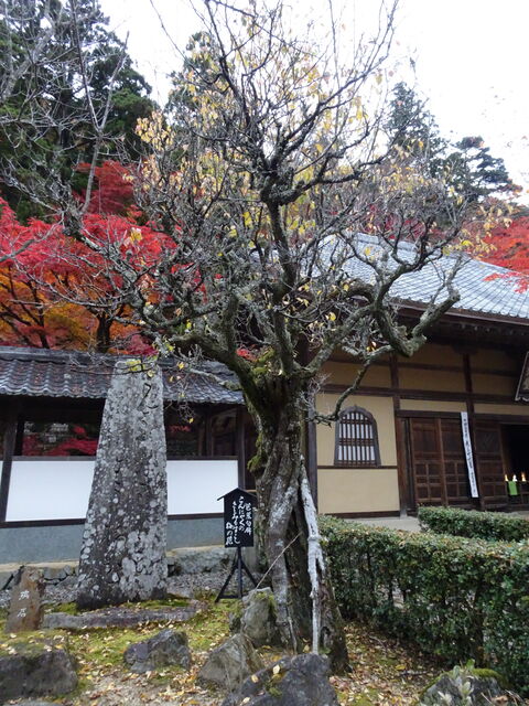 DSC06667 のコピー