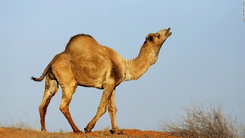 200107162811-wild-camel-australia-super-169